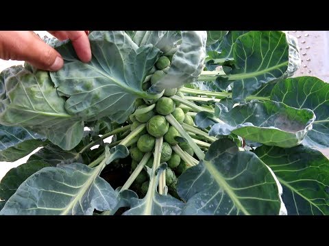 download lagu mp3 mp4 Brussel Sprouts In Urdu, download lagu Brussel Sprouts In Urdu gratis, unduh video klip Brussel Sprouts In Urdu
