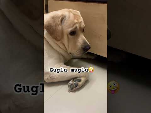 Guglu muglu 🤪#viral #trending #labrador #funny #shorts #short #shortvideo #fun #family #fun #dog