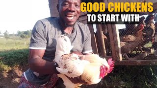 HOW I SELECT GOOD CHICKENS FOR STARTERS / Things I consider before selling chickens.