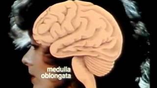 SISTEMA NERVOSO - DOCUMENTARIO 2/3 [ITA]