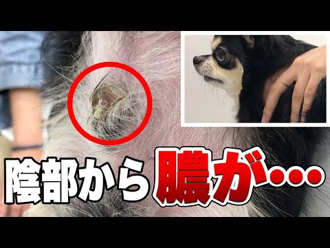 犬のペニスに膿が出る - 原因