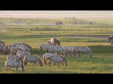 Wild horses (Koniks) Red deer, Heck cattle and the Sea eagle 25-5-2024