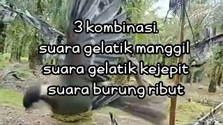 Download lagu SUARA PIKAT BURUNG GELATIK BATU || suara gelatik kejepit kombinasi. mp3