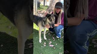 Video preview image #1 German Shepherd Dog Puppy For Sale in Pasadena, CA, USA