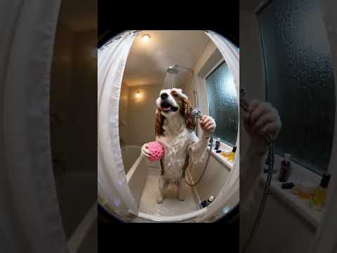 Cute boy taking shower time #puppy #showertime #singing #hot