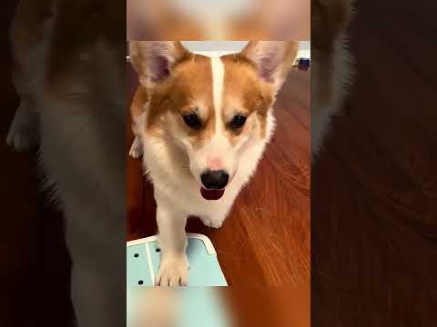 **الكلب الذكي انتقم من مقلب صاحبته وأصبح نجم التزلج! 😂🐶🛹**