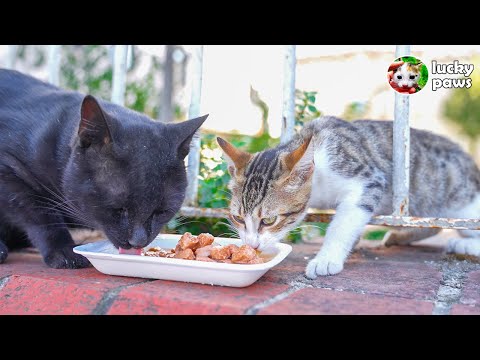 Starving Cats Trying To Impress Me To Feed Them - Cat Eating Food (Feeding Cats) | Lucky Paws