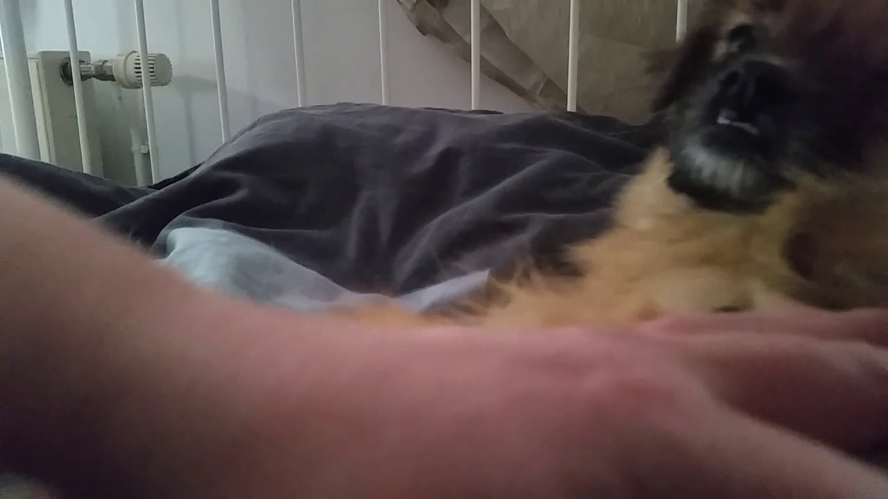 Collier anti aboiements rechargeable Hearmarket