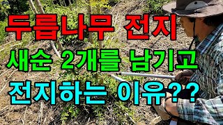 두릅나무전지하는방법 / 이렇게 전지해 보세요 / 두릅나무전정하는시기