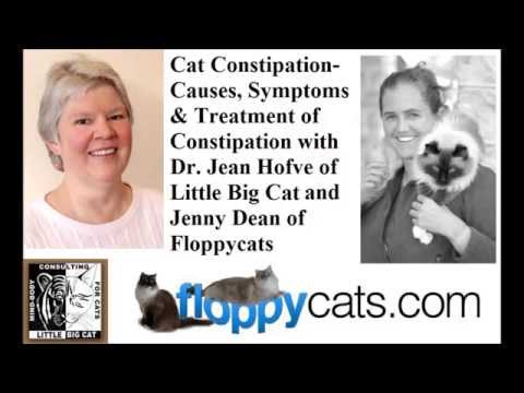 Cat Constipation Causes Symptoms and Treatment with Jean Hofve of Little Big Cat - Floppycats