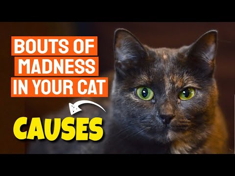 WHY does my CAT RUN like CRAZY all over the HOUSE?🐱🌪️