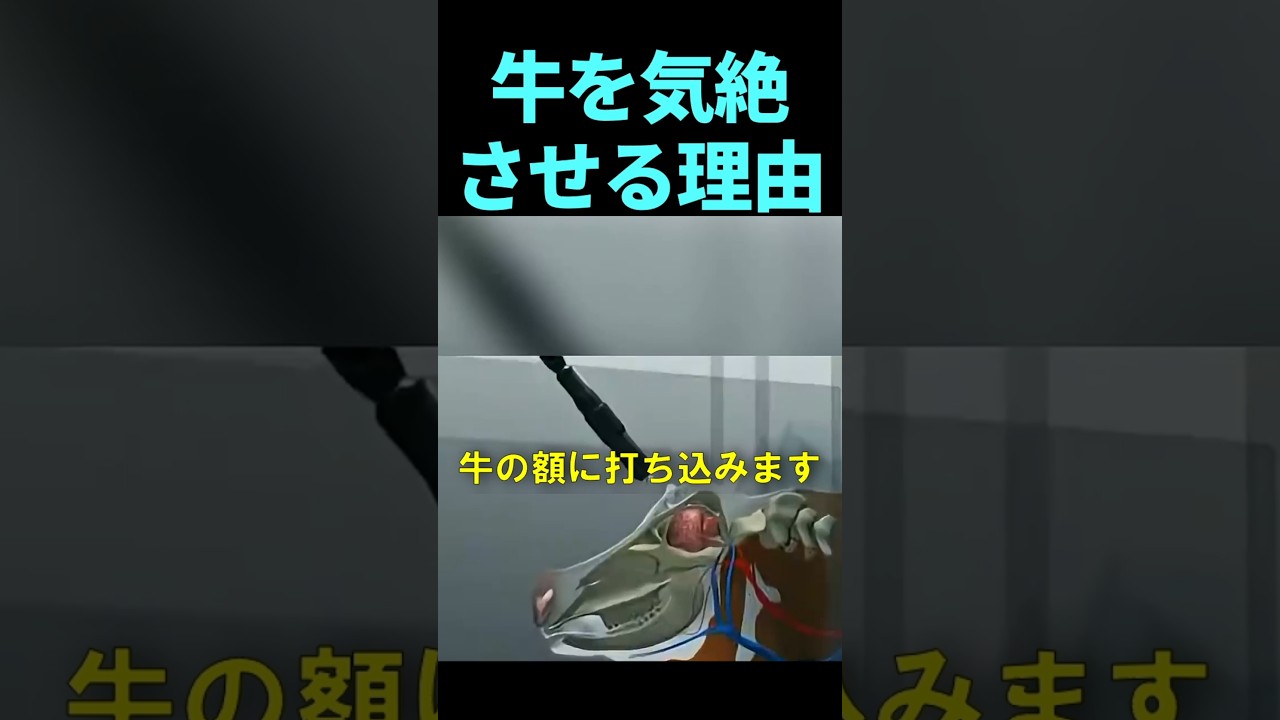 牛の頭にボルトガンを打ち込む理由