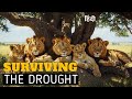 Surviving The Drought Lion Documentary Africa Wildlife Documentary In Hindi