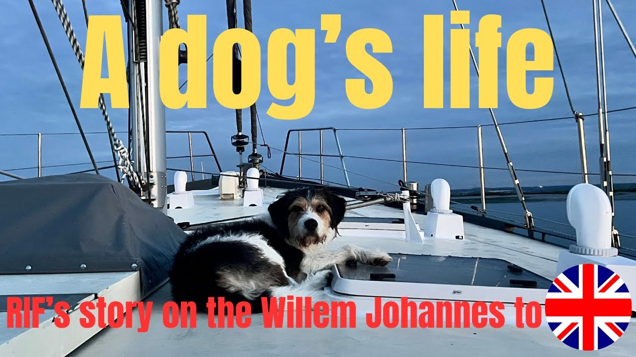 A dog's life | Rif's view on the sail to England (step 46)