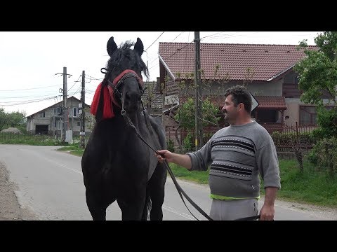 Caii lui Mihai de la Coltau, Maramures - 2019