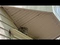 Large Yellow Jacket Nest Above Window in Farmingdale, NJ