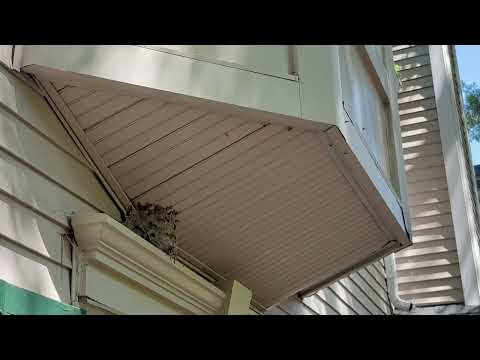 Large Yellow Jacket Nest Above Window in Farmingdale, NJ