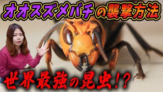 オオスズメバチがニホンミツバチを襲撃！オオスズメバチの攻撃方法を解説！