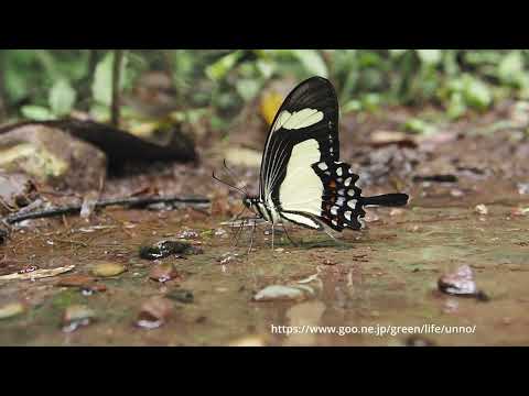 キオビアゲハ Papilio torquatus