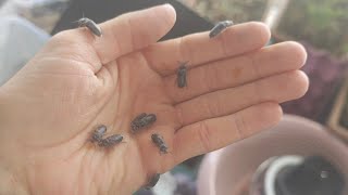 Un kurdu(mealworm) eleme, yumurta ayırma #böcek #unkurdu #sarıveliler 26/03/26 