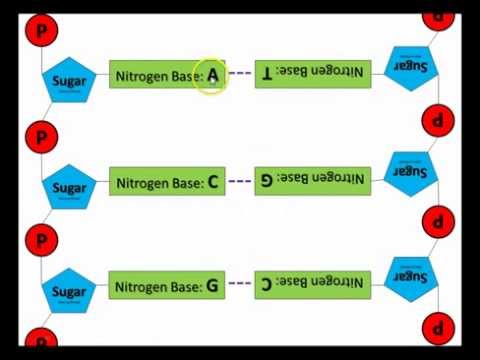Target A7.1: DNA Structure, Function, & Replication