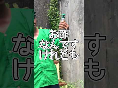 植物に重曹を使用するにはどうすればよいですか?どのような用量と頻度を守る必要がありますか?  庭園