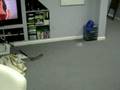 Spider Slap Shot