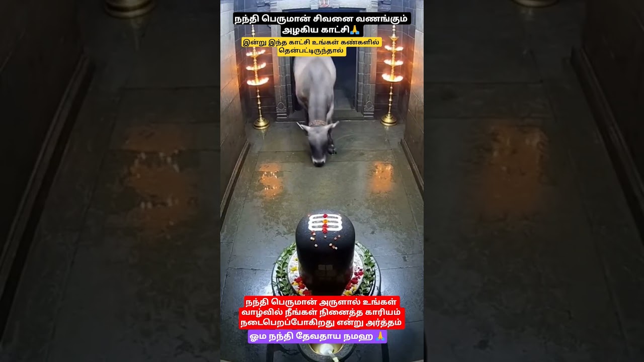 நந்தி பெருமான் சிவனை வணங்கி நிற்கும் அழகிய காட்சி🙏#god#shorts#நந்தி#ytshorts #hindudeity #viralvideo