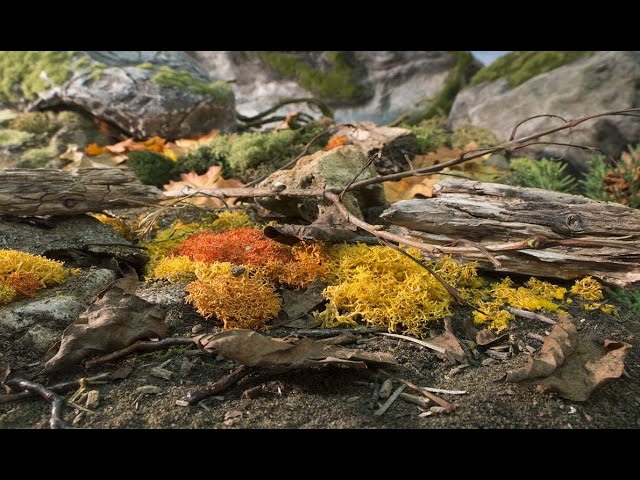 Introduction to Nature's Floor Video