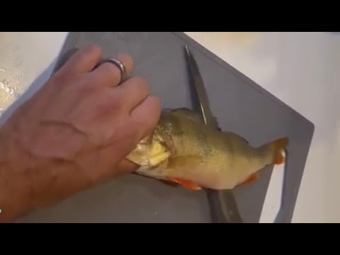 Ahvenen PERKAAMINEN ja Fileointi Ruodottomaksi ja Paistaminen Pannulla - Kalastuksen ABC