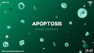 Apoptosis - Mechanism and phagocytosis | General pathology