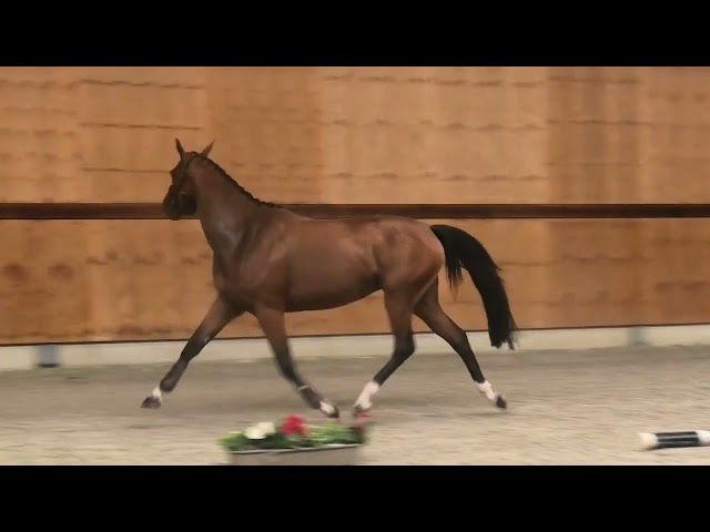 gaits