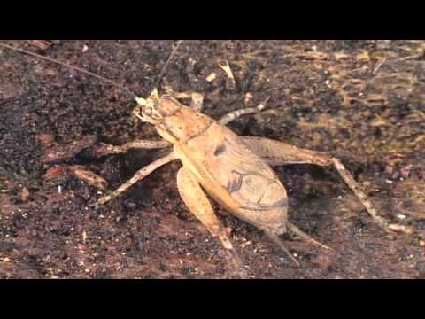 Crickets of Costa Rica-Interesting Facts About These Little Songsters