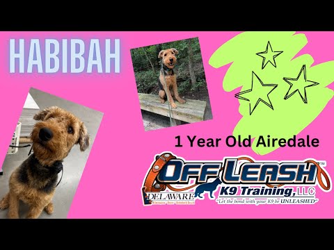 1 Year Old Airedale Terrier (Habibah) | Best Delaware Dog Trainers | Off Leash K9 Training Delaware