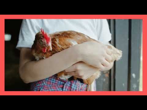 zeenwaal poultry treading services Noida sector 50 Gautam Buddha Nagar Uttar Pradesh India