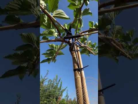 Weißer Maulbeerbaum Dachbaum | Morus alba 'Fruitless'