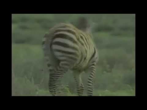 Animal Alphabet - Z is for Zebra