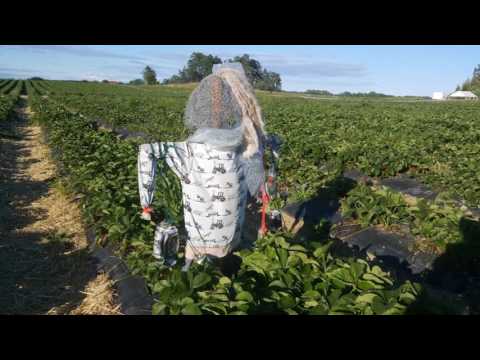 "Ulvagubben" Jordgubbar