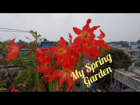 Spring Garden overview//Garden overview in the month of April @ Torsha Par