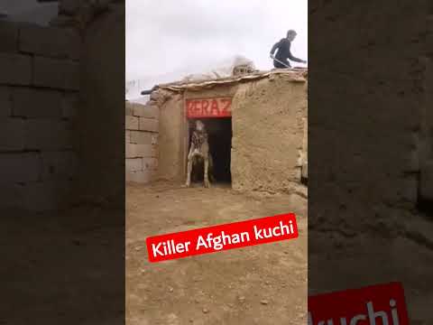 killer Afghan Kuchi Dog #dangerousdogbreeds #sarabi #mountaindog #bullybreed #سگهای_قهرمان