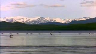 O.C. - Can&#39;t Go Wrong (BEARZ N&#39; BUTTAFLYZ)