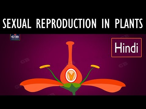 Sexual Reproduction in Flowering Plants (Hindi) Video Lecture - Class 10