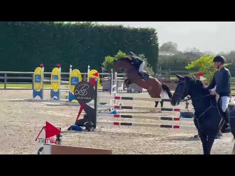 Approved stallion Scotch vh Dennehof (Ducati van schuttershof out of 5* GP mare Luna VH Dennehof)