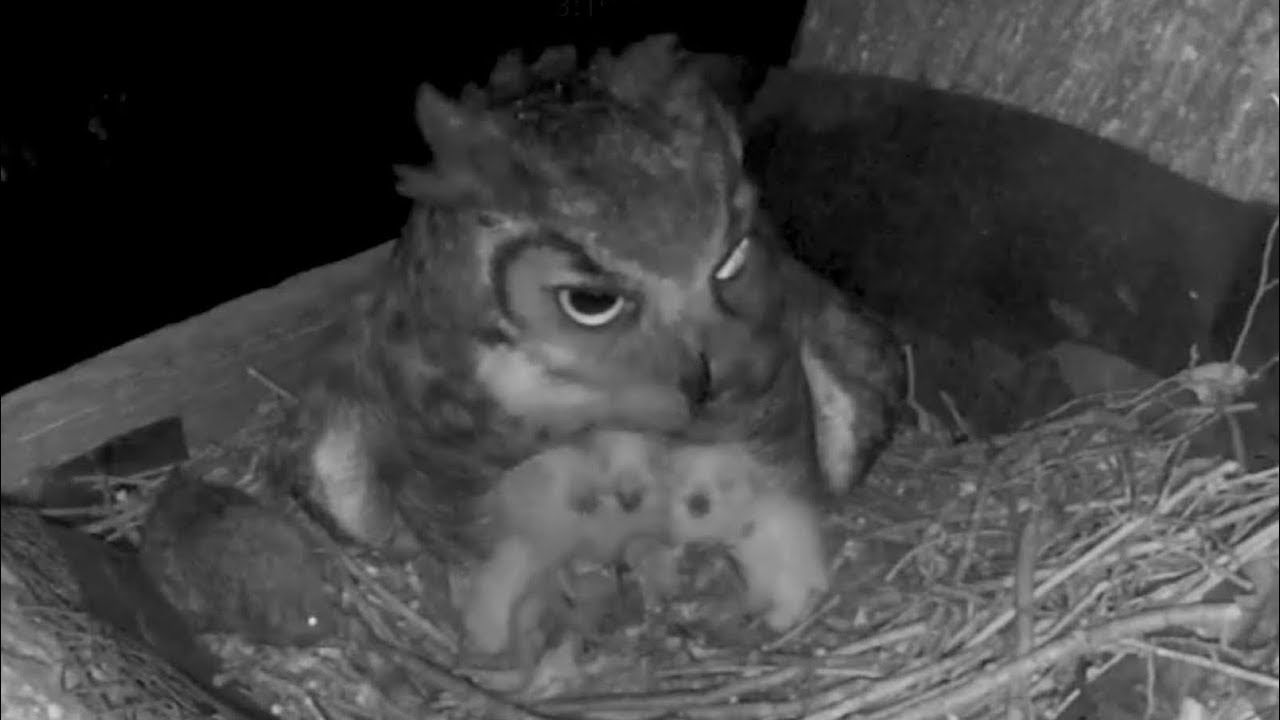 Ennis Owl Cam