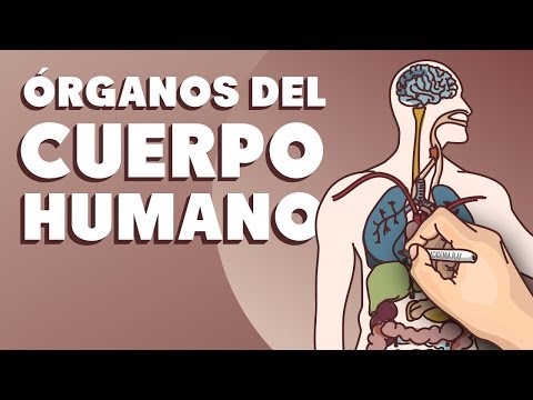 Órganos del cuerpo humano