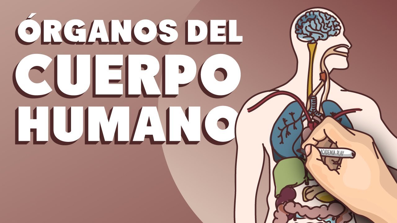 Watch Órganos del cuerpo humano Now Órganos del cuerpo humano