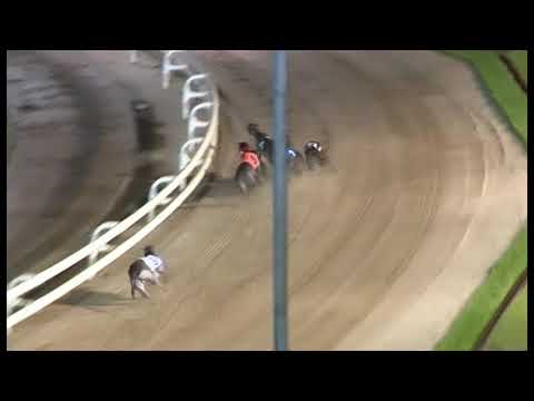 Troy Zico - Ladbrokes Puppy Derby Final 2019