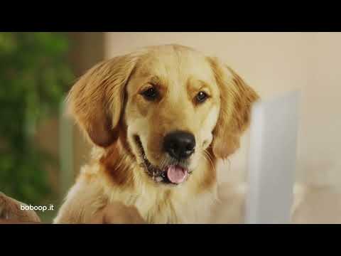 Baboop - L'assicurazione per i tuoi amici a quattro zampe