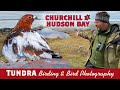 Tundra Bird Photography & Birding Churchill Part 2 Hudson Bay