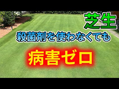 芝生に幼虫がいるかどうかはどうやってわかりますか?特定、治療、予防  庭園